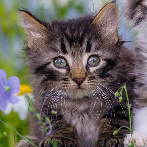 New sealed Ravensburger-3x49 Piece Puzzle - Kittens (cats) - Picture 8 of 16